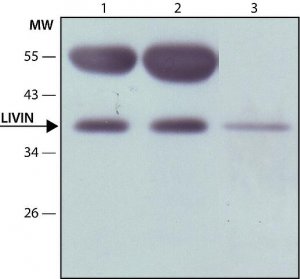 Anti-Livin (N-terminal) antibody produced in rabbit 