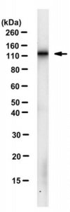 Anti-LLGL1 Antibody, clone mAb17-35 