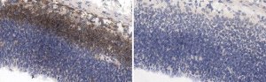 Anti-LOTUS Antibody, clone H24G11 