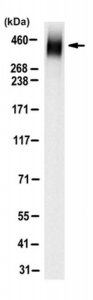 Anti-LRBA Antibody, clone 2D4.1 
