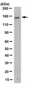 Anti-LRIG1 Antibody, clone 2D1.1 
