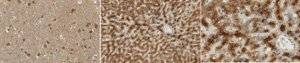 Anti-LRP-1 Antibody, clone 11H4 