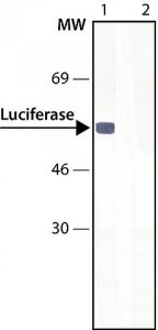 Anti-Luciferase antibody produced in rabbit 