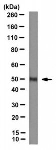 Anti-LXR alpha Antibody, clone 2B7 