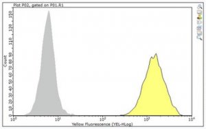 Anti-Ly49A Antibody, clone A1 
