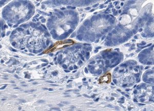Anti-MAdCAM-1 Antibody, clone MECA-367 