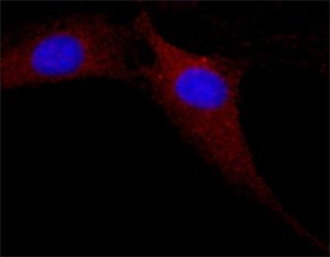 Anti-MAP Kinase, Activated (Diphosphorylated ERK-1&2) antibody, Mouse monoclonal 