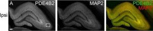 Anti-MAP2 antibody, Mouse Monoclonal 