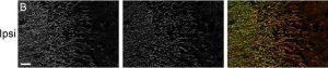 Anti-MAP2 antibody, Mouse Monoclonal 