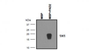 Anti-MBP (Citrulline R122) Antibody, clone 1H1 
