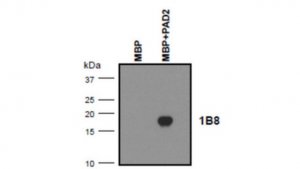 Anti-MBP (Citrulline R25) Antibody, clone 1B8 