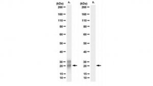 Anti-MBP (Citrulline R25) Antibody, clone 1B8 