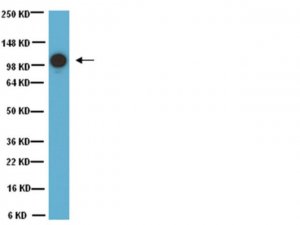 Anti-MCAM Antibody, clone P1H12 