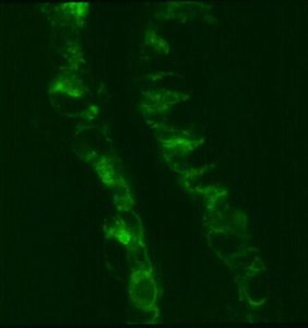 Anti-MCAM Antibody, clone P1H12 