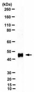 Anti-MCPyV large T-antigen Antibody, clone CM2B4 