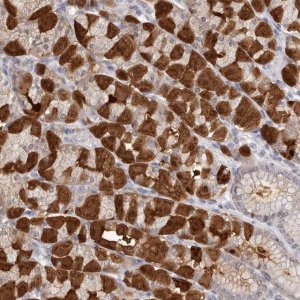 Anti-MDH1 antibody produced in rabbit 