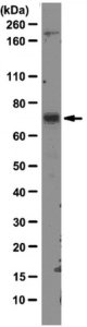 Anti-MDM2 Antibody, clone 3G9 