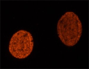 Anti-methyl-Histone H4 (Me-Lys20)antibody, Mouse monoclonal 
