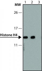 Anti-methyl-Histone H4 (Me-Lys20)antibody, Mouse monoclonal 