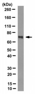 Anti-methylated TLS/FUS Antibody, clone 9G6 