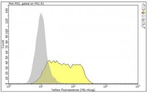 Anti-MIC-A MIC-B Antibody, clone 6D4 