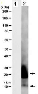Anti-minicore HCV Antibody, clone Neo4 