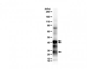 Anti-Mis12 Complex 