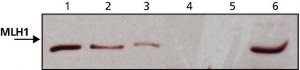 Anti-MLH1 (N-terminal) antibody produced in rabbit 