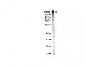 Anti-MLL-3 