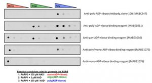 Anti-mono- ADP-ribose binding reagent 