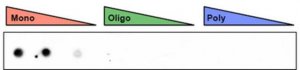 Anti-mono- ADP-ribose binding reagent 