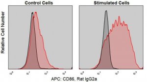 Anti-Mouse CD86/B7-2 (GL-1) ColorWheel Dye-Ready mAb CWA-1055-25UL