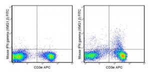 Anti-mouse IFN gamma, FITC, clone XMG1.2 Antibody 