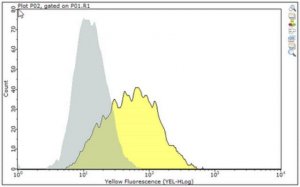 Anti-MR1 Antibody, clone 26.5 