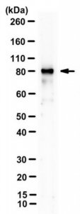 Anti-MRE11 Antibody, clone 15B8.1E7.6 