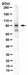 Anti-MRE11 Antibody, clone 15B8.1E7.6 