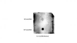 Anti-mS2i6A Antibody, clone CL-3 