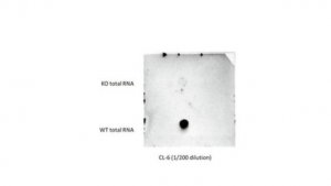 Anti-mS2i6A Antibody, clone CL-6 