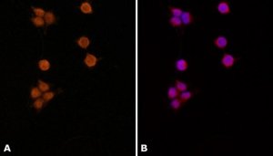 Anti-MSH6 (N-terminal) antibody produced in rabbit 