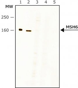 Anti-MSH6 (N-terminal) antibody produced in rabbit 