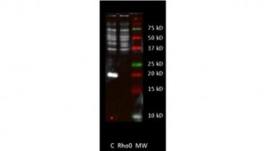Anti-MT-ATP6 Antibody, clone 1G7-1G2 
