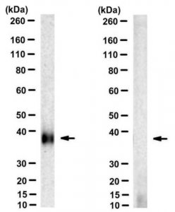 Anti-MT-ND4 Antibody, clone 9E4-2D8 