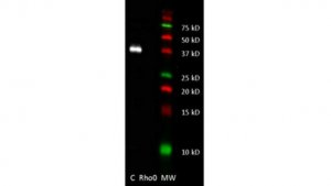 Anti-MT-ND4 Antibody, clone 9E4-2D8 