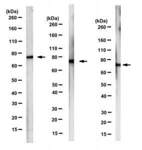 Anti-mtHsp70 Antibody, clone JG1 