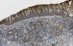 Anti-Mucin 5B Antibody, clone MDA-3E1 
