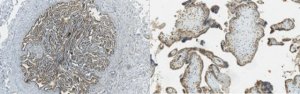 Anti-Mucin-9 Antibody, clone 7E10 