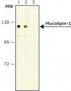 Anti-Mucolipin-1 antibody, Mouse monoclonal 