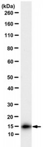 Anti-MuLV TM Antibody, clone 42-114 