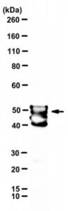 Anti-Murine Coronavirus MHV-JHM nucleocapsid Antibody, clone 1-16-1 