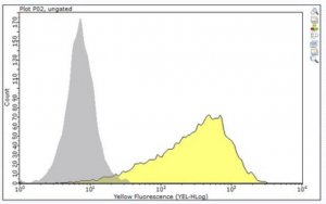 Anti-Muscle Satellite Cells Antibody, clone SM C-2.6 